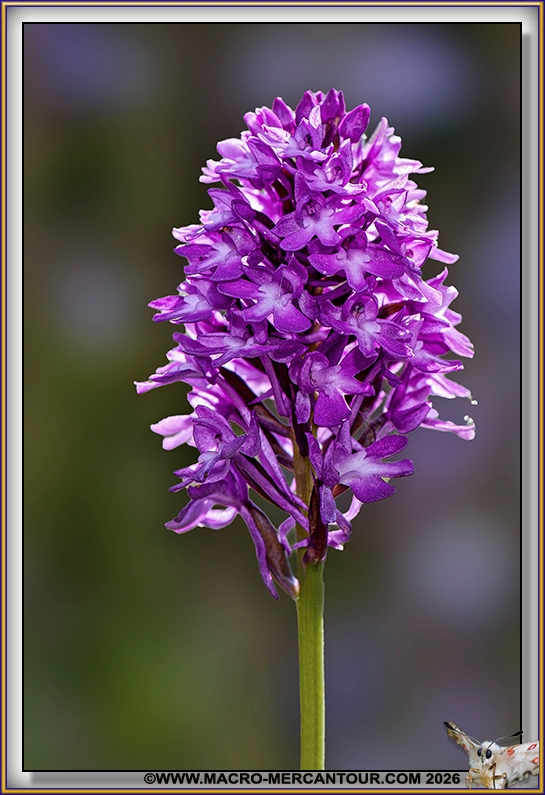 Orchis pyramidal